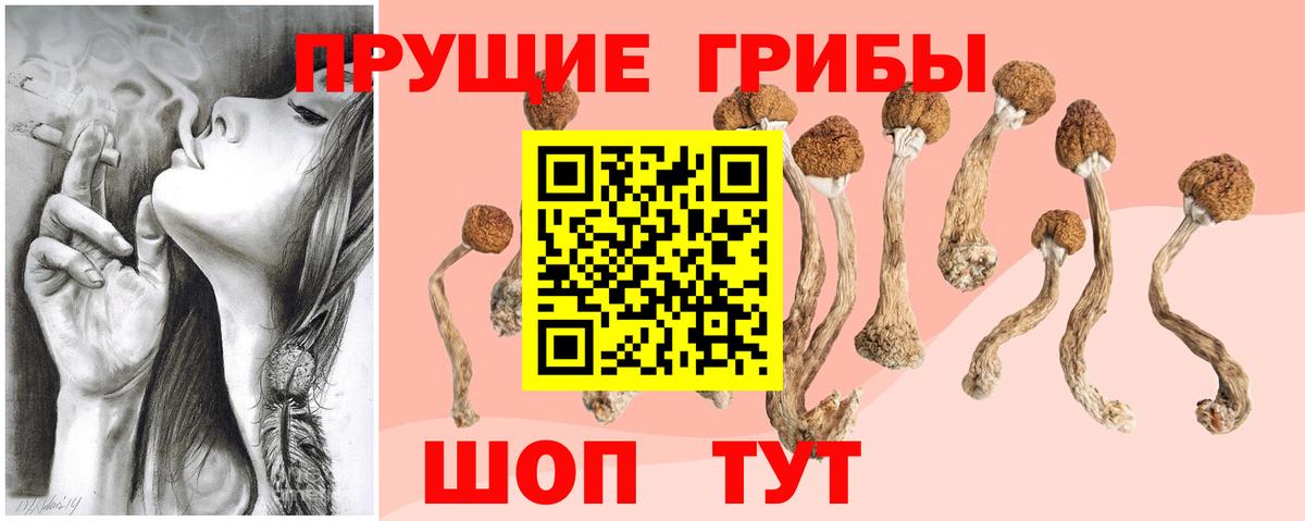 Галлюциногенные грибы ЛСД  Псилоцибиновые грибы ЛСД  как найти закладки  Светлоград  Вход с VPN 